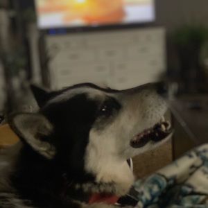 Meet your Posher, Cheyenne